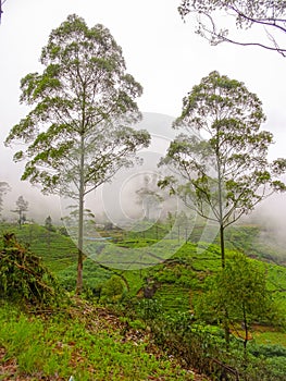 Tea plantations Landscape pictures of Sri Lanka
