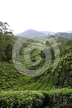 Tea Plantations - Malaysia