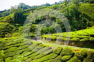 Tea plantations in Malaysia