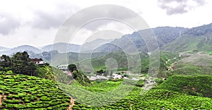 Čaj plantáže v malajzia 