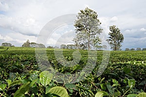 Tea Plantations at Medan Indonesia