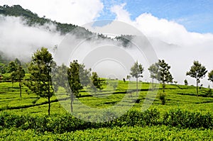 Tea plantations in the mist photo