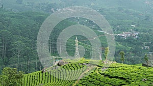 Tea plantations and mountain ranges covered in fog in Munnar