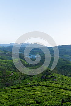 Tea plantations and mountain ranges covered in fog in Munnar