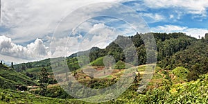 Tea plantations in the mountainous part of Sri Lanka