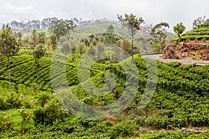 Tea plantations in mountains around Lipton`s Seat near Haputale, Sri Lan