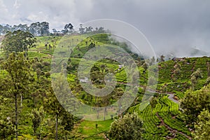 Tea plantations in mountains around Lipton`s Seat near Haputale, Sri Lan