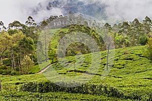 Tea plantations in mountains around Lipton`s Seat near Haputale, Sri Lan