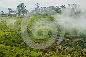 Tea plantations in mountains around Lipton`s Seat near Haputale, Sri Lan photo