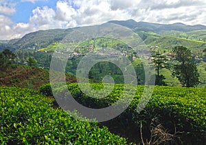 Tea plantations and mountains Nanuoya