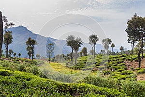 Tea plantations in mountains near Haputale, Sri Lan