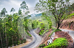 Tea plantations in Munnar