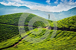 Tea plantations. Munnar, Kerala