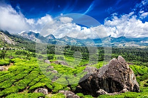 Tea plantations. Munnar, Kerala