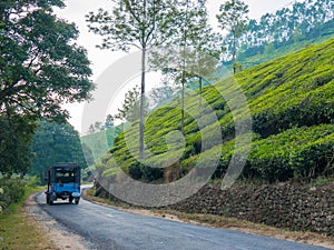 Tea plantations in Munnar Kerala, India