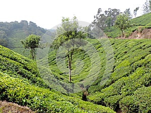 Tea plantations in Munnar, Kerala, India