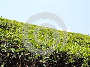 Tea plantations in Munnar, Kerala, India