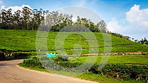 Tea plantations in Munnar, Kerala, India