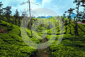 Tea plantations in Munnar, Kerala, India