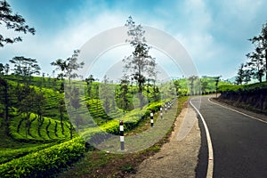 Tea plantations in Munnar, Kerala, India