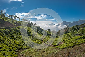 Tea plantations in Munnar, Kerala, India photo