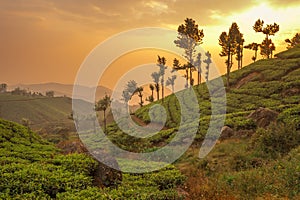 Tea plantations in Munnar, Kerala, India