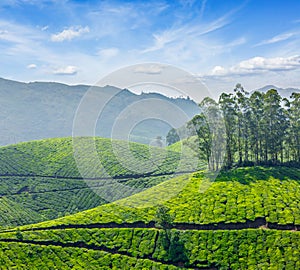 Tea plantations. Munnar, Kerala, India