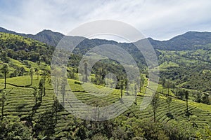 Tea plantations in Munnar, Kerala, India. Beautiful tea plantations landscape.