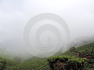 Tea plantations in Munnar, Kerala, India with foggy background