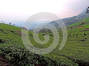 Tea plantations in Munnar, Kerala, India with foggy background