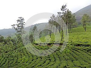 Tea plantations in Munnar, Kerala, India with foggy background