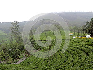 Tea plantations in Munnar, Kerala, India with foggy background