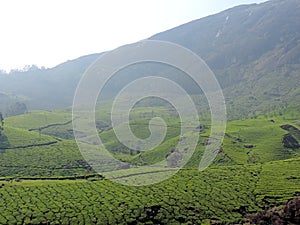 Tea plantations in Munnar, Kerala, India with foggy background