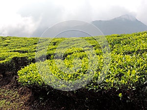 Tea plantations in Munnar, Kerala, India with foggy background