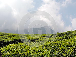 Tea plantations in Munnar, Kerala, India with foggy background