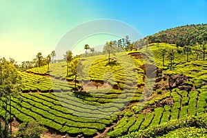 Tea plantations in Munnar, Kerala, India.