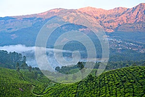 Tea plantations in Munnar, Kerala, South India
