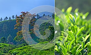 Tea plantations in Munnar, Kerala, South India