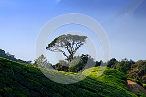 Tea plantations in Munnar, Kerala, South India