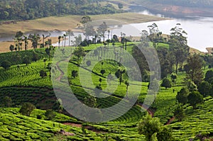 Tea plantations in Munnar, Kerala, South India photo