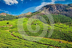 Tea plantations, Munnar, Kerala state, India