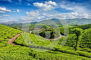 Tea plantations, Munnar, Kerala state, India