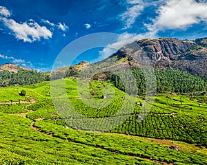 Tea plantations, Munnar, Kerala state, India