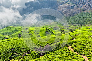 Tea plantations, Munnar, Kerala state, India photo