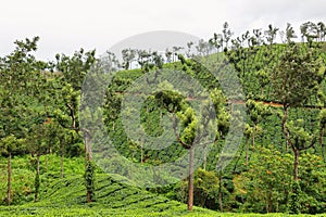 Tea plantations between Munnar and Thekkady, Kerala, India