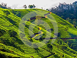 Tea plantations in Nuwara Eliya, Sri Lanka