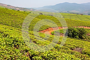 Tea plantations outside of Tzaneen, Limpopo, South Africa photo