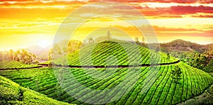 Tea plantations panorama