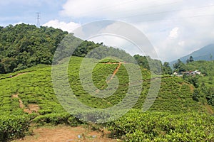 Tea plantations in Puncak, Indonesia