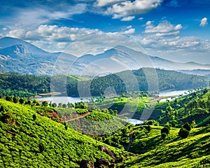 Tea plantations and river in hills